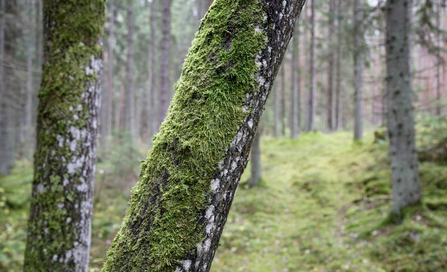 Rīgas domes komiteja atbalsta «Rīgas meži» izstrādātā zonējuma iekļaušanu esošajos apsaimniekošanas plānos