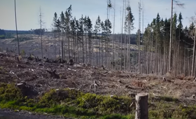 Выжженная земля: человек и жук-короед губят ещё оставшиеся леса в Европе