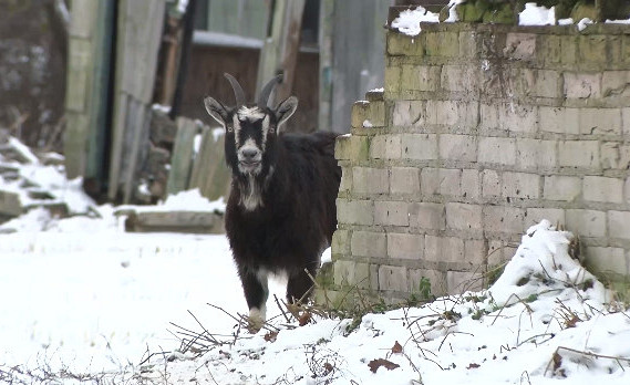 На улицах Иманты замечены козы: сбежали от хозяйки