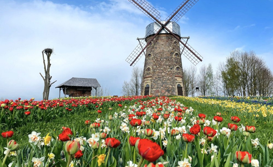 Šajā nedēļas nogalē Pakrojas muižā sāksies reģionā lielākais tulpju un pavasara ziedu festivāls